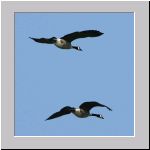 Branta canadensis - Kanadagans 07 Sundermannsee.jpg